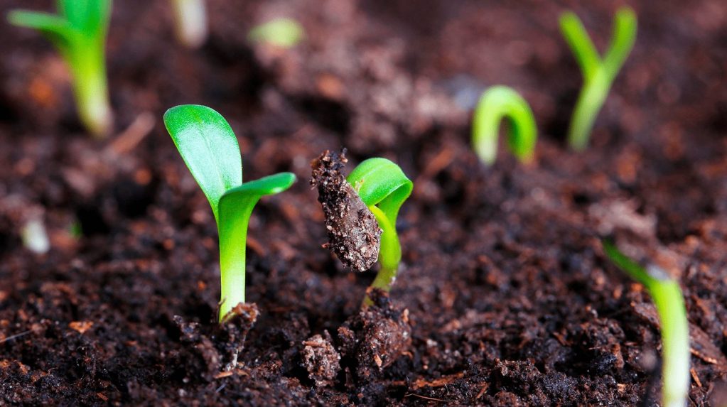 Как стратифицировать семена дома