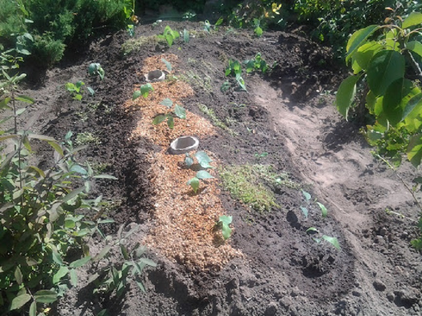 Как только влага впитается в субстрат, поверхность следует замульчировать