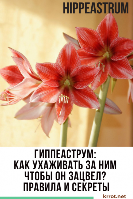 Гиппеаструм – красивый цветок, отлично подходящий для разведения в домашних условиях.