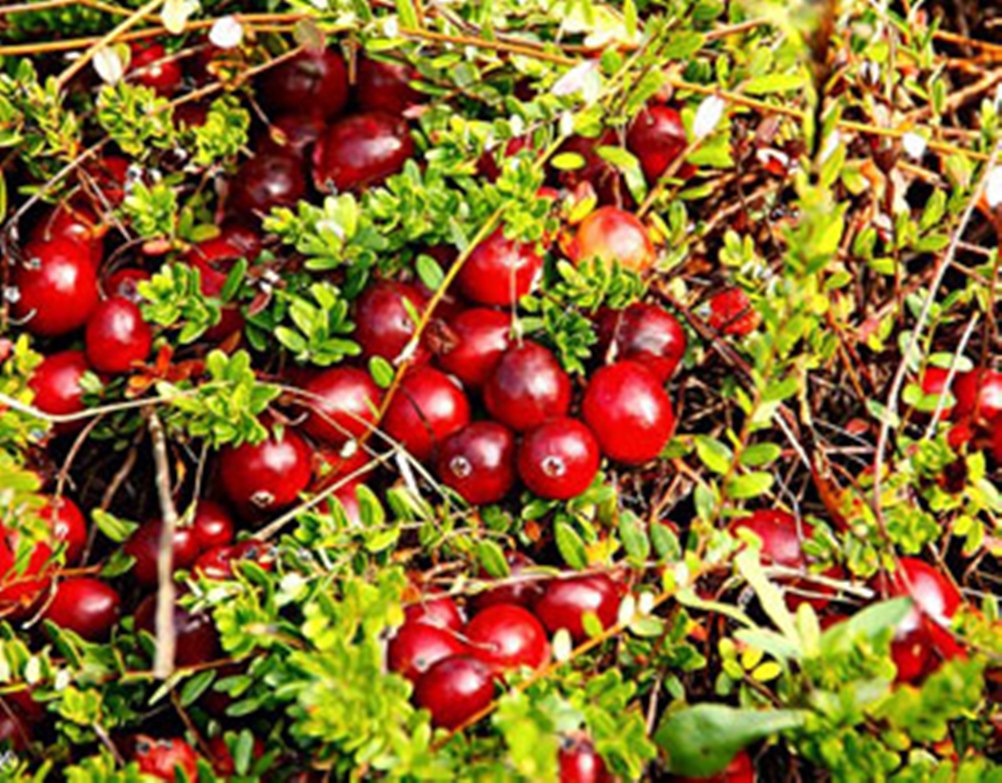 Клюква Садовая: Все что Вы Длолжны Знать о Ней!