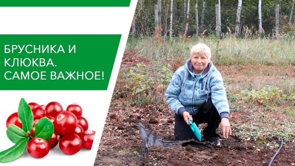Клюква - правила высаживания