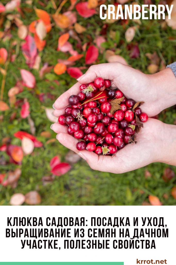 Клюква Садовая: Все что Вы Длолжны Знать о Ней!