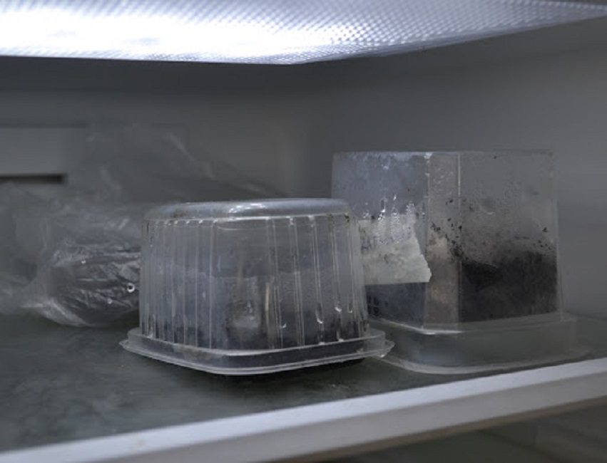 Контейнеры со стратифицируемыми семенами в холодильнике