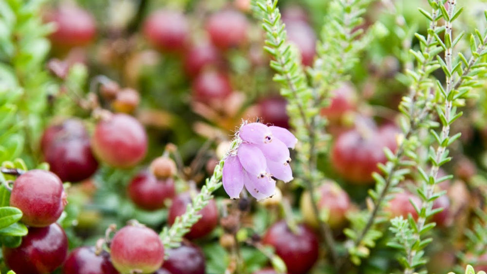 Красивое цветение