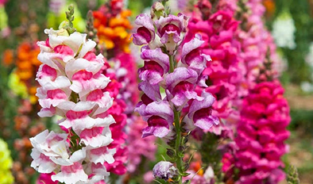 Львиный зев