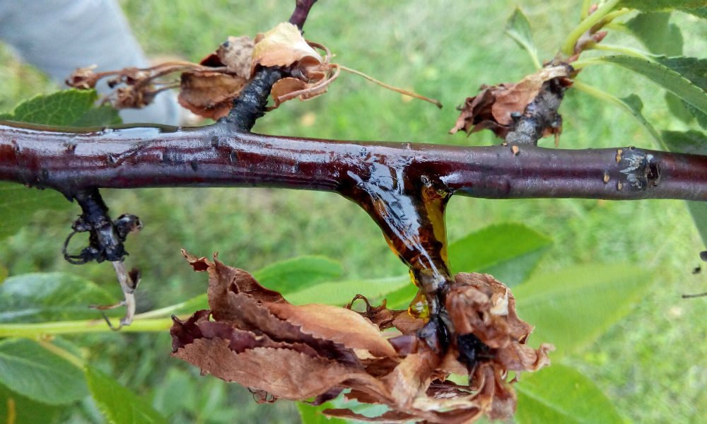 Монилиальный ожог