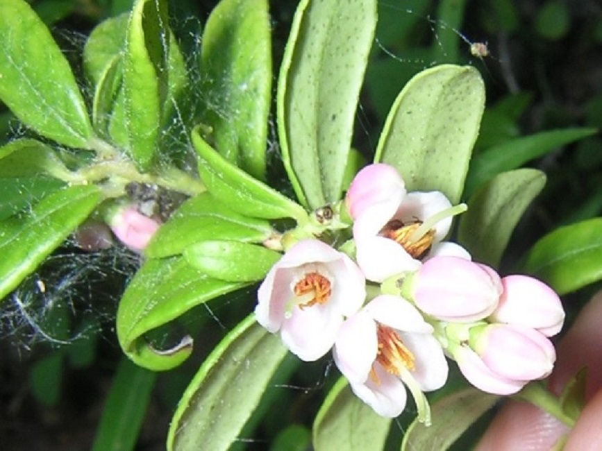 На побегах цветки собраны в кистевидные соцветия от 10 до 20 штук в каждом