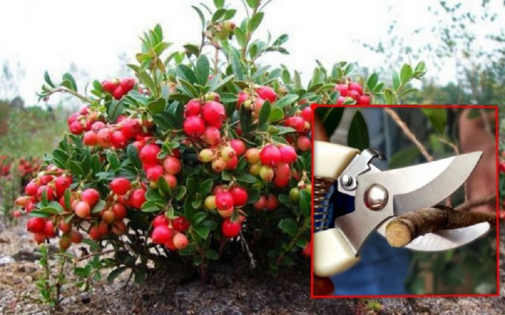 Обрезка брусники