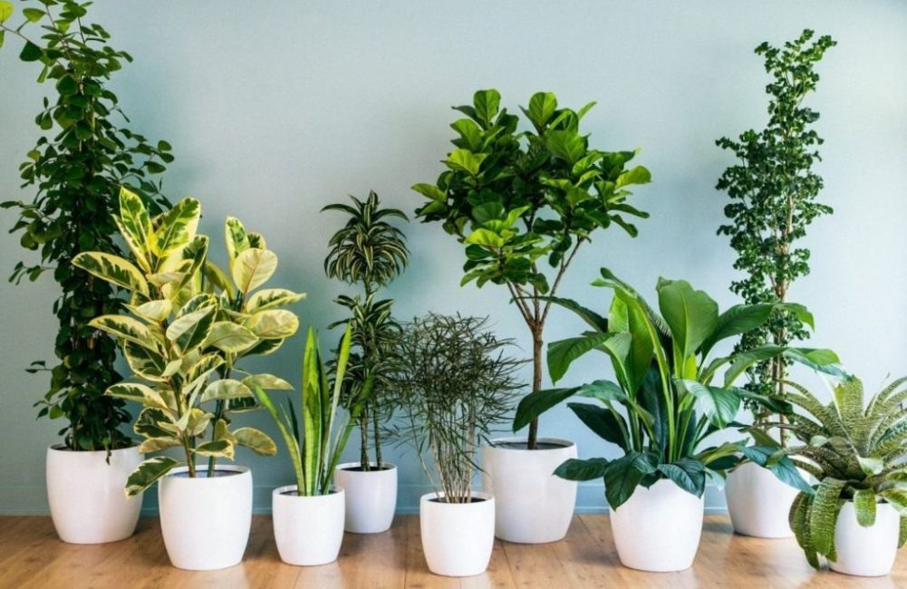 Популярные комнатные растения