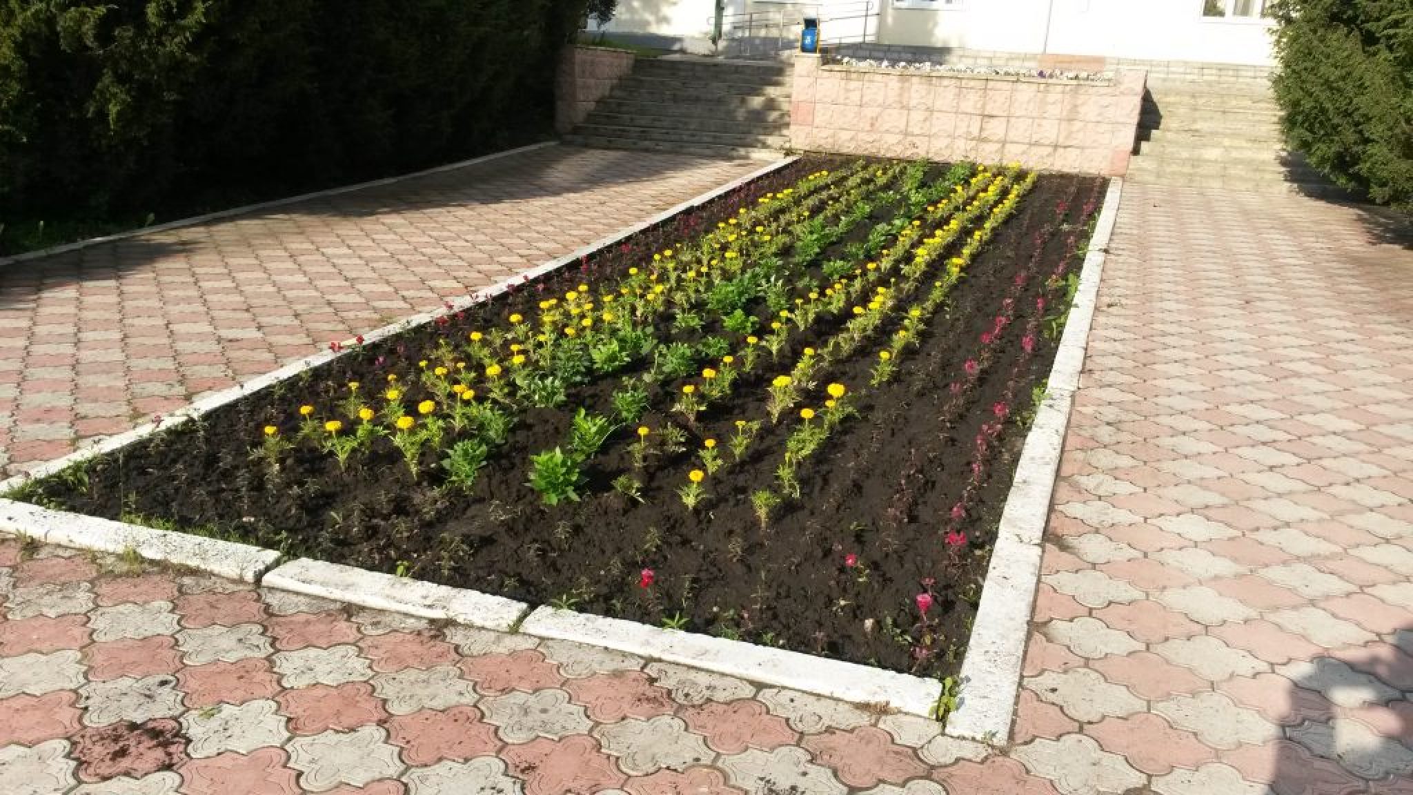 ТОП-15 Растений для Посадки на Рассаду в Марте