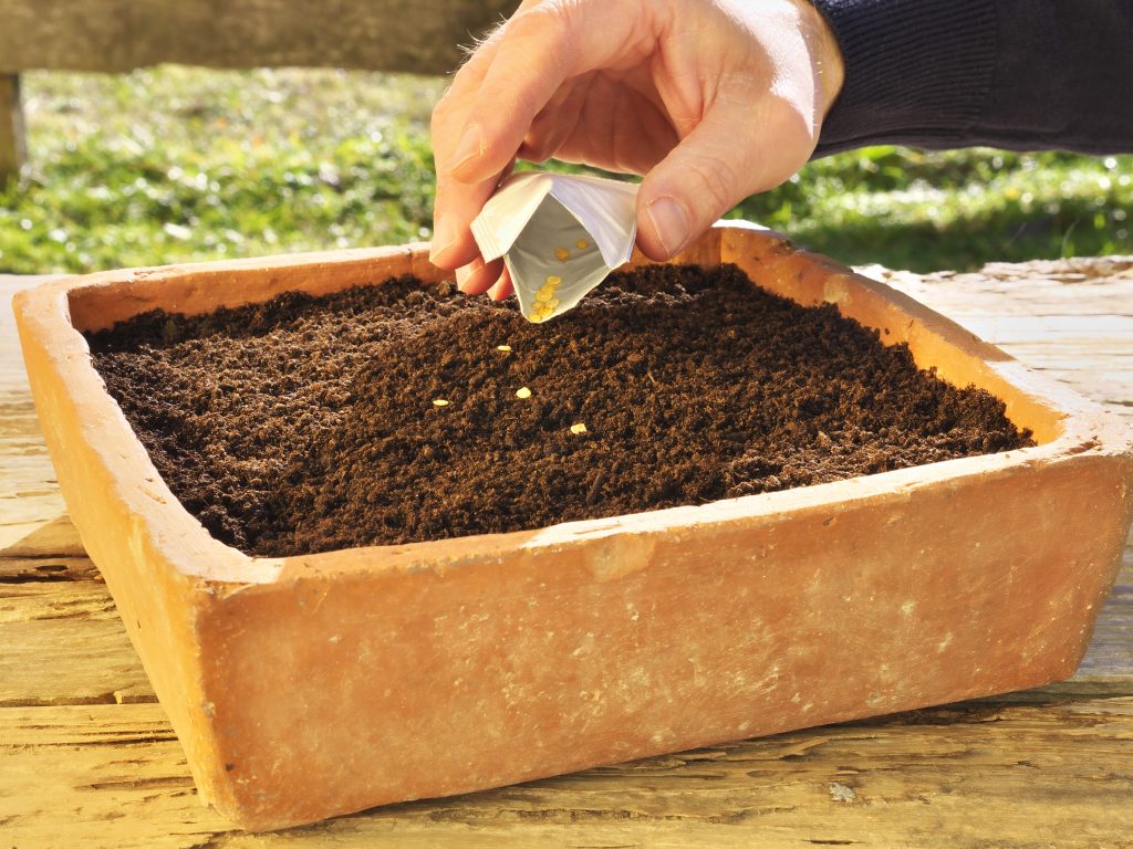 Посадка томатов