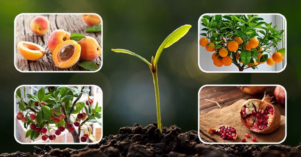 Растения, которые можно вырастить из косточки