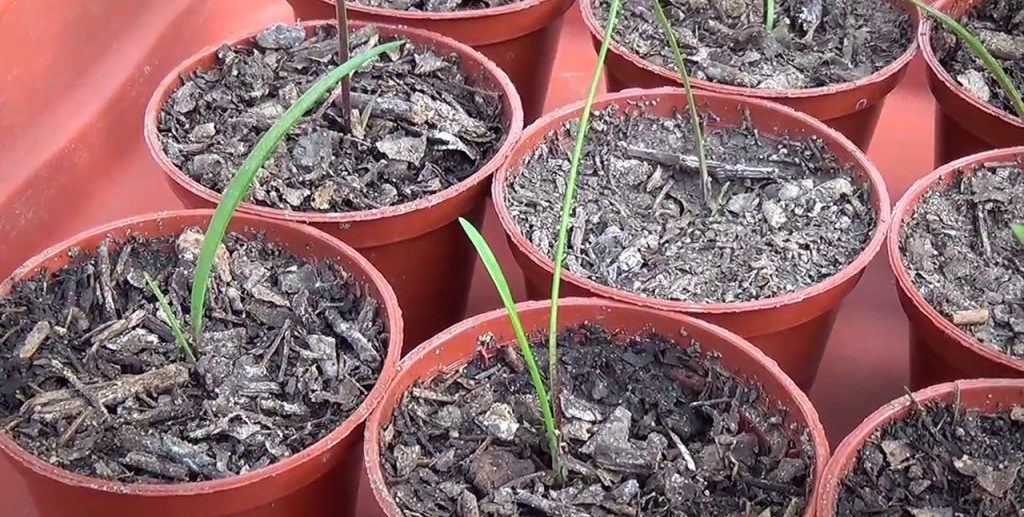 Размножение гиппеаструма семенами