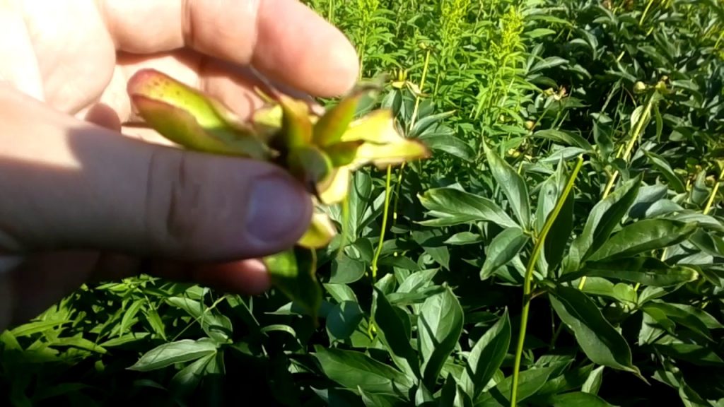 Размножение пионов семенами