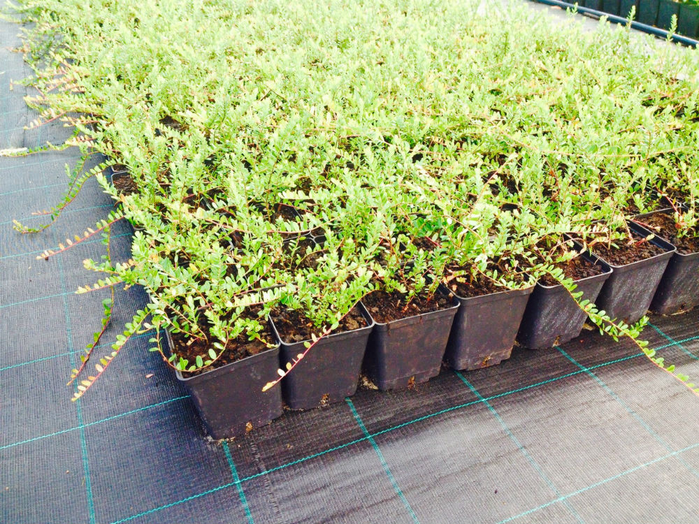 Саженец из питомника гарантировано будет соответствовать сортовым качествам