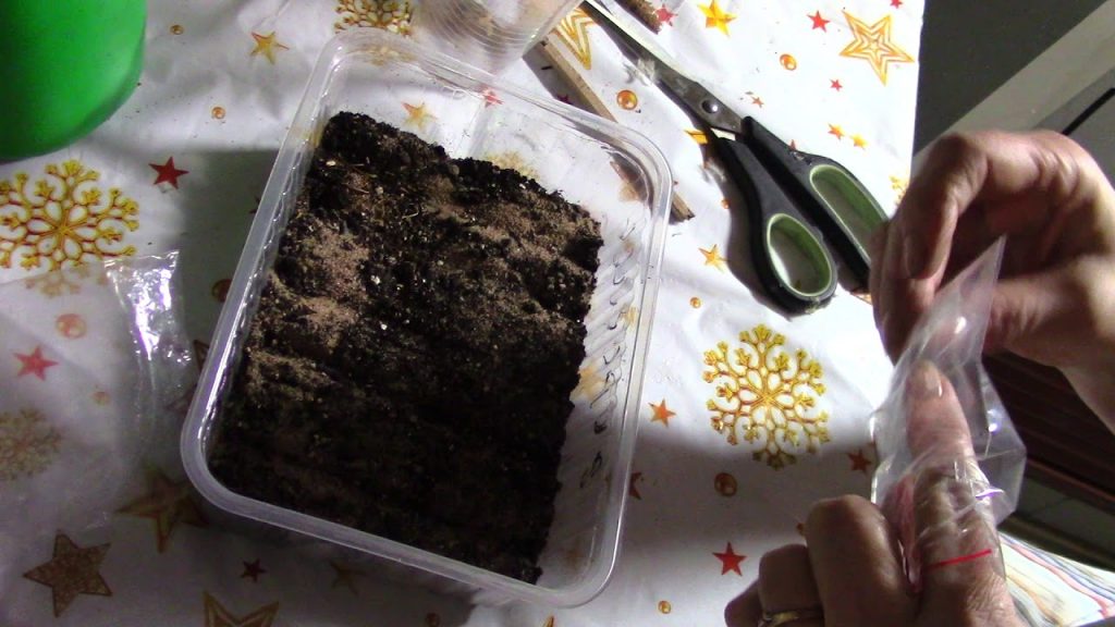 Сеем горечавку.Стратификация