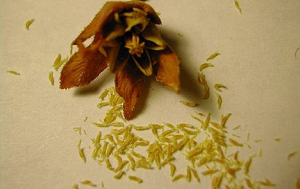 Стратификация семян рододендронов