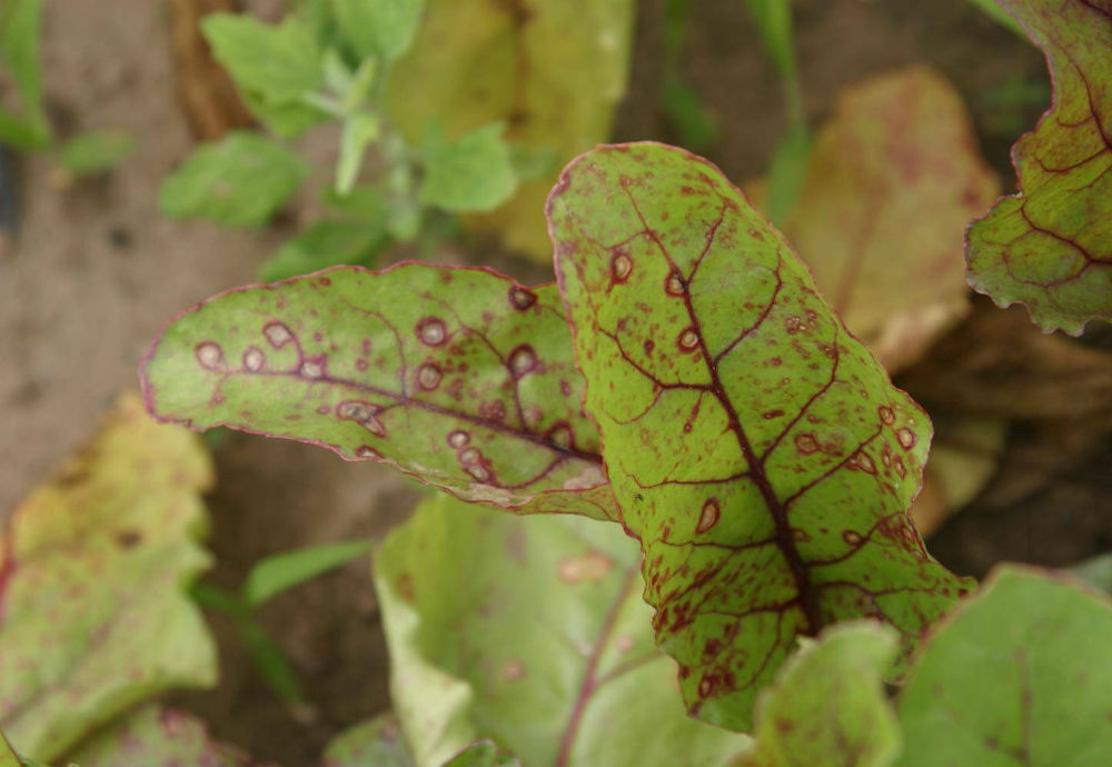 Церкоспороз