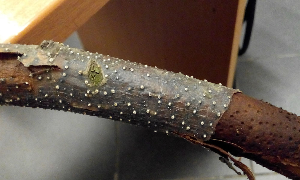 Цитоспороз