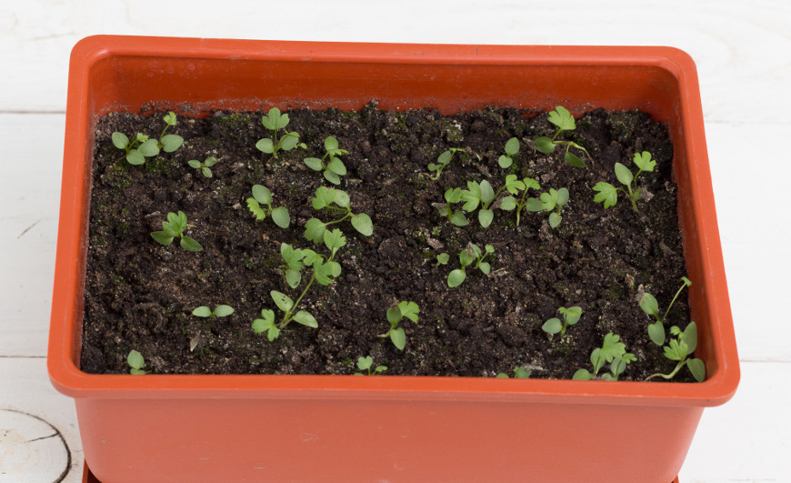 Цветок прострел: выращивание из семян