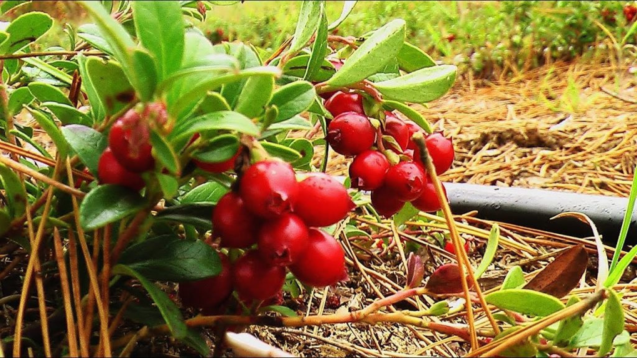 Сдача брусники. Брусника Садовая ред Перл. Куст брусники. Брусника 'Red Pearl'. Садовая клюква кустарник.