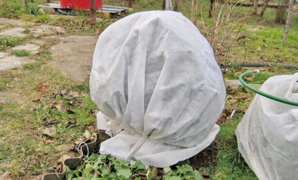 Укрытие на зиму брусники