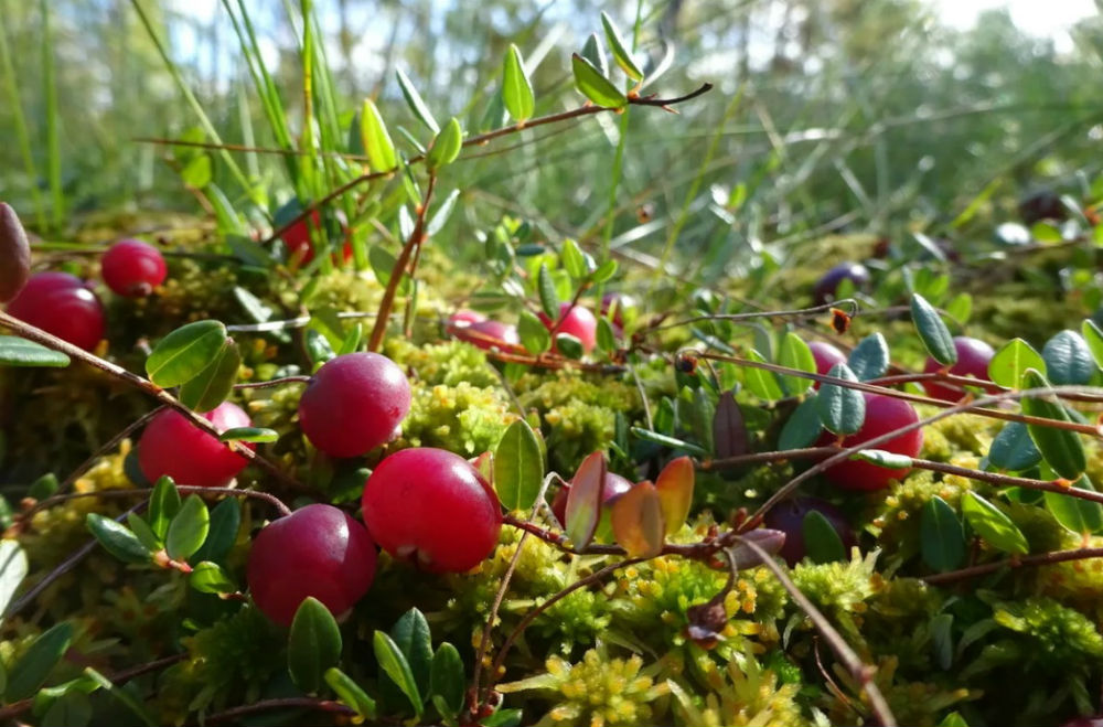 В качестве посадочного материала может использоваться черенок, срезанный с дикорастущего растения
