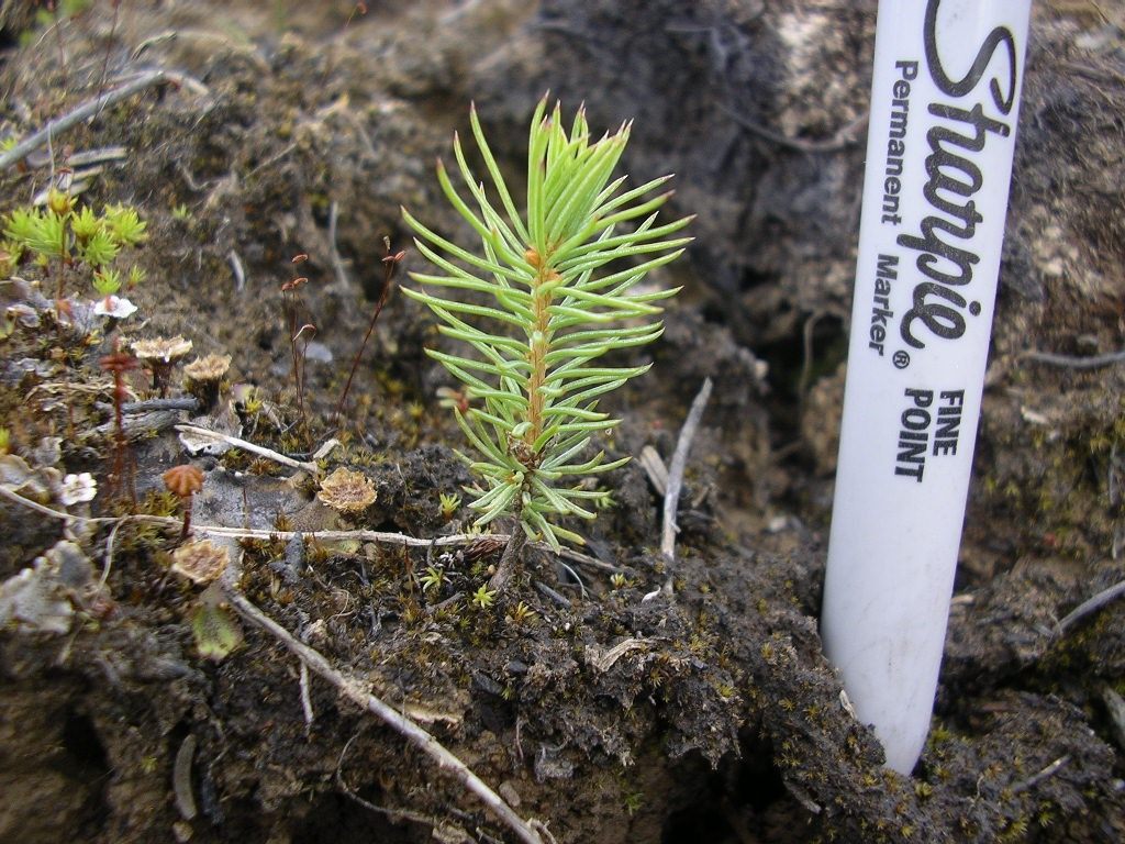 Выращивание голубой ели из семян
