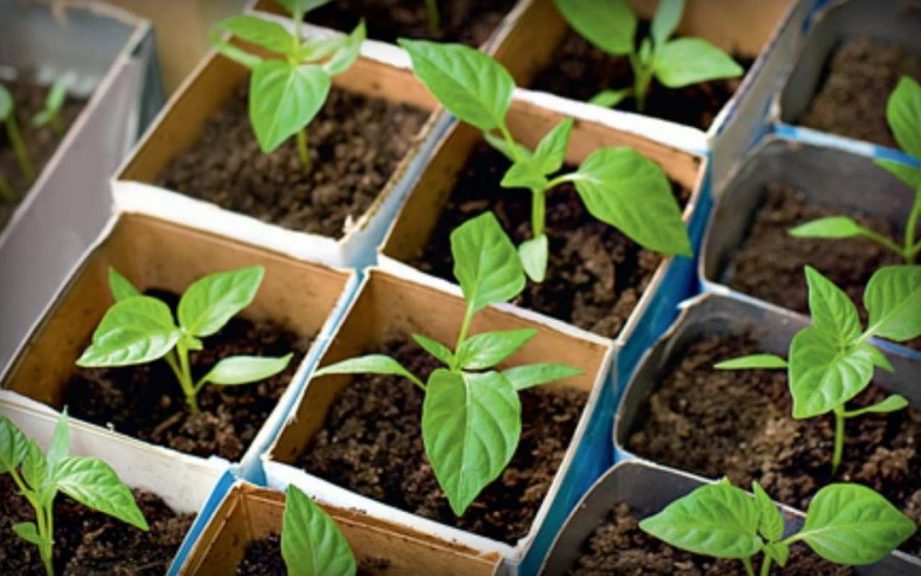 Выращивание рассады