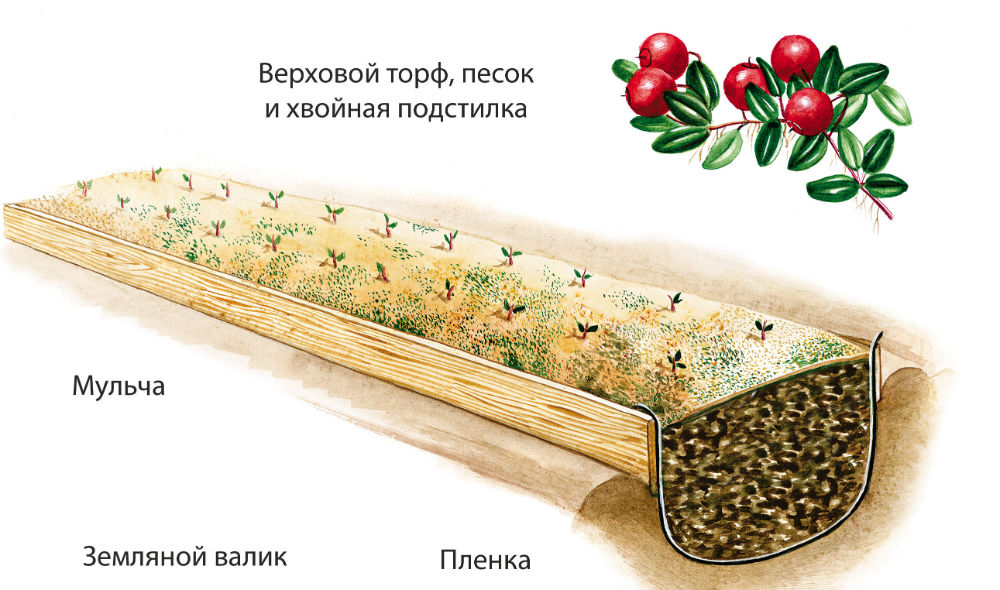 Яма для посадки