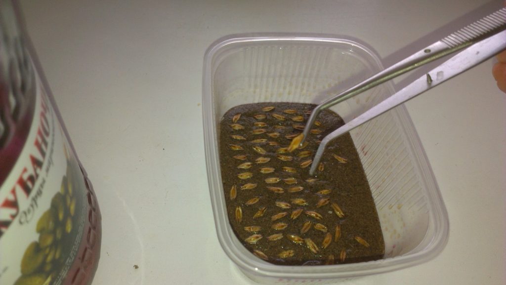 Закладка на стратификацию