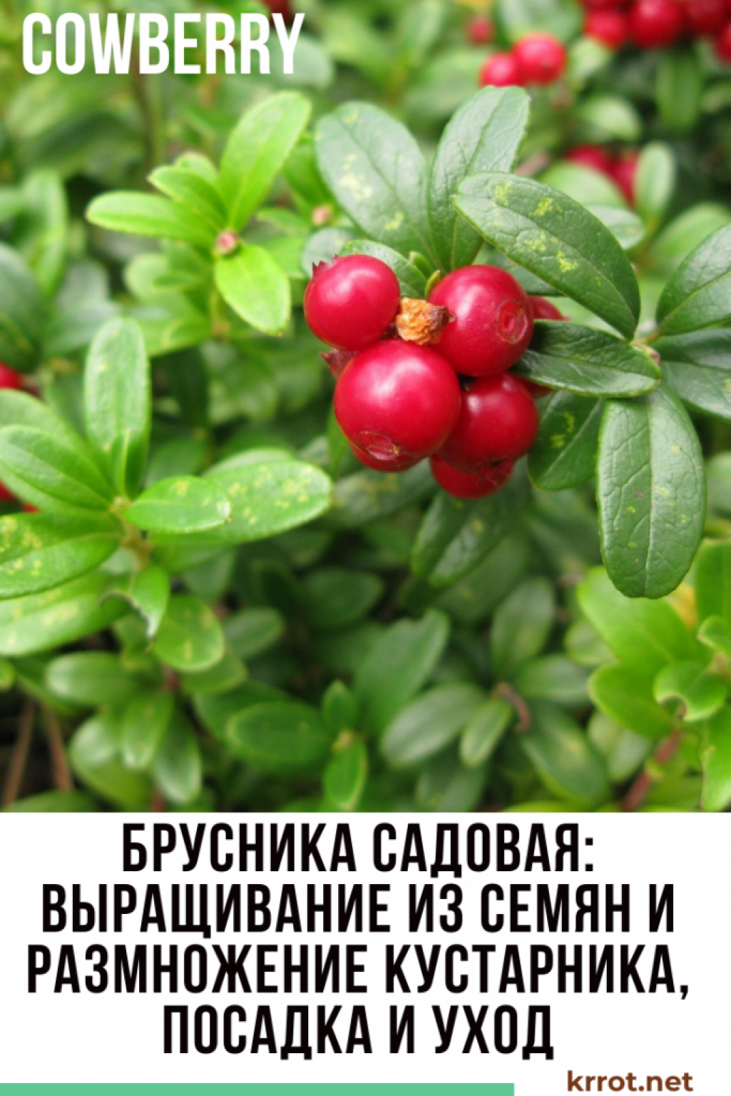 Брусника: Выращивание, Посадка, Уход | (Фото) +Отзывы