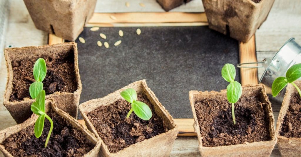 Нужно ли сажать тыкву на рассаду