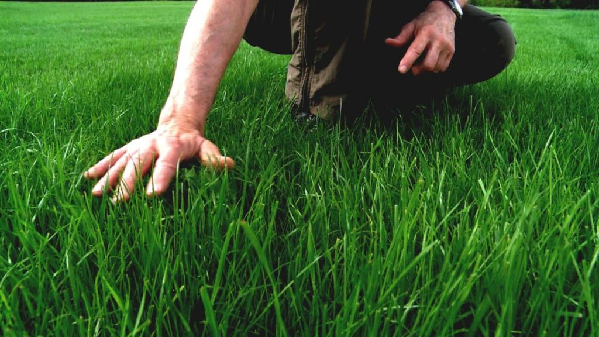 В поле давно уже зеленела посеянная. Газонная трава. Удобрение для газона. Посевной газон. Сеем газон.