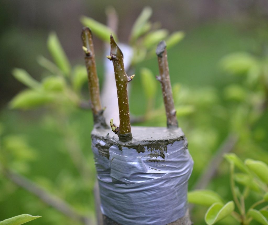 Прививка нескольких черенков на один подвой