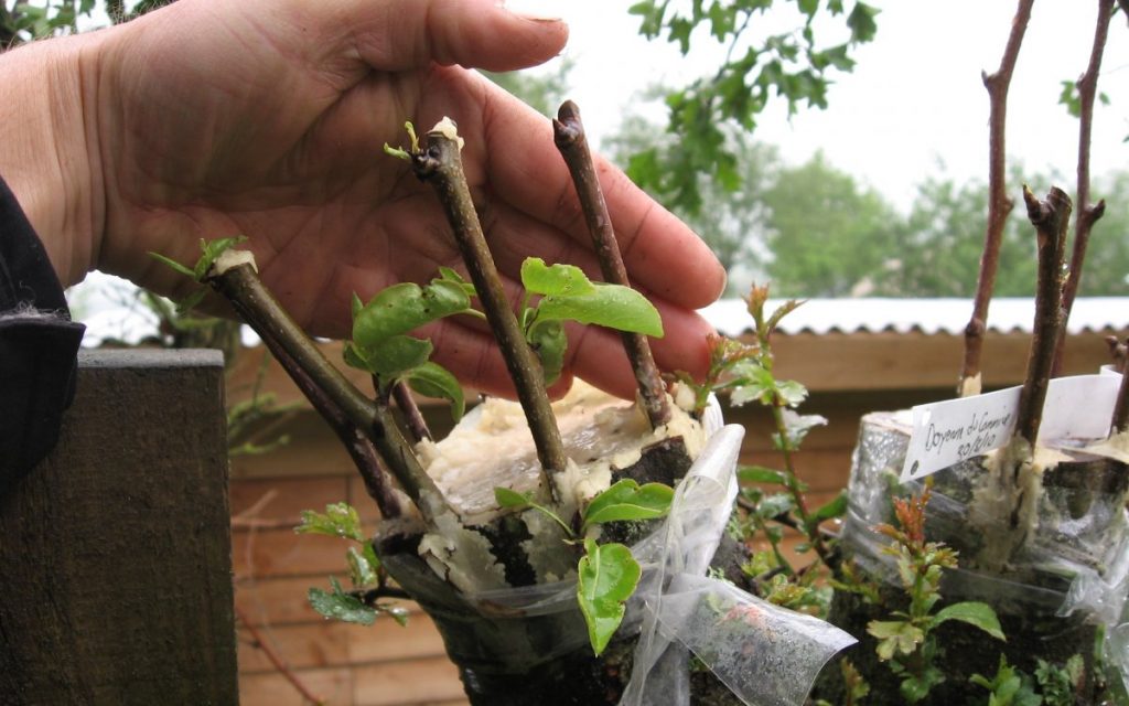 Прививка яблони в расщеп с обработкой места прививки садовым варом