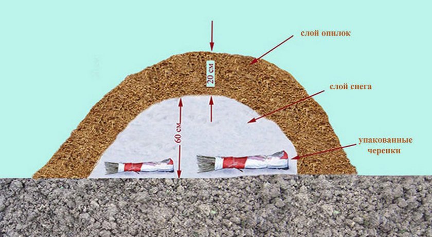 Вариант хранения черенков под слоем снега и опилок