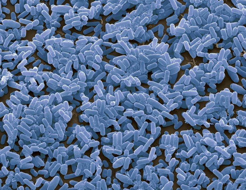 Почвенная бактерия под микроскопом