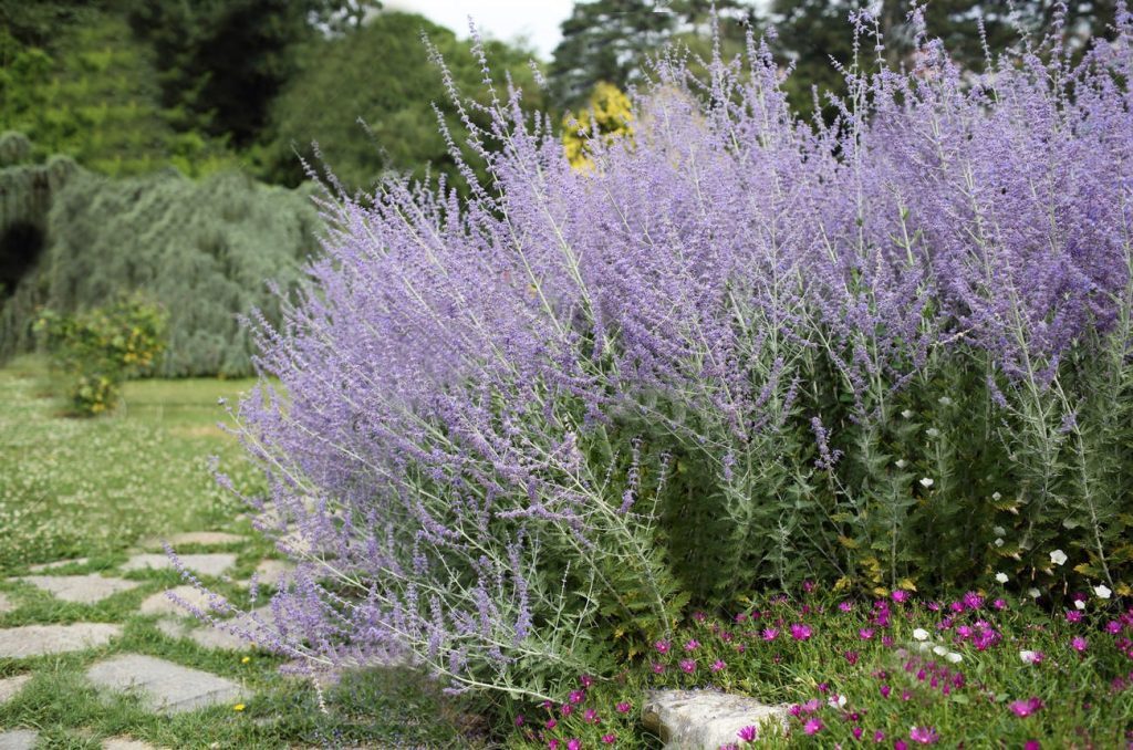 Лаванда в ландшафтном дизайне: наиболее распространенные образы оформления на даче | (50+ Фото & Видео) +Отзывы Лаванда в ландшафтном дизайне: наиболее распространенные образы оформления на даче | (50+ Фото & Видео) +Отзывы