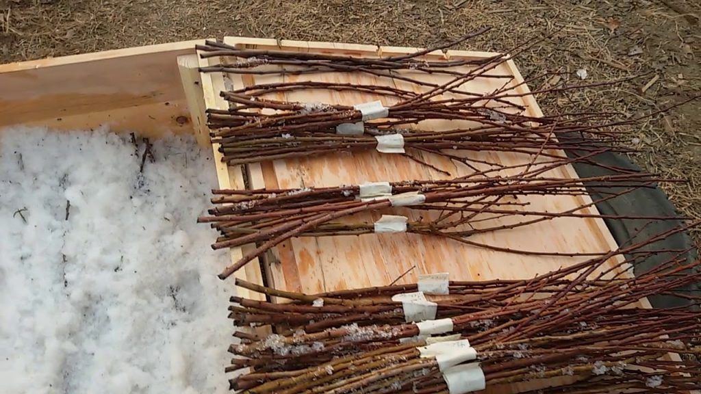 Хранение черенков в леднике в тёплое время