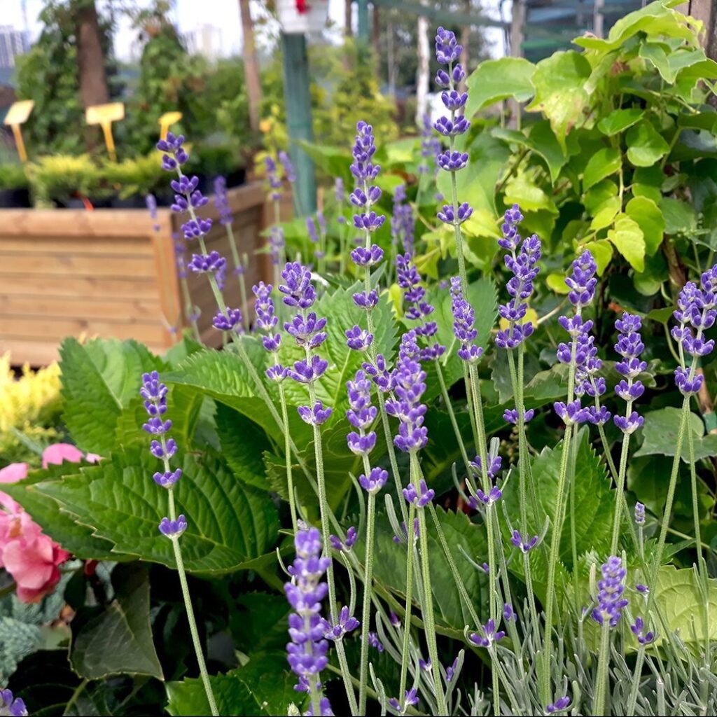 Лаванда в ландшафтном дизайне: наиболее распространенные образы оформления на даче | (50+ Фото & Видео) +Отзывы Лаванда в ландшафтном дизайне: наиболее распространенные образы оформления на даче | (50+ Фото & Видео) +Отзывы