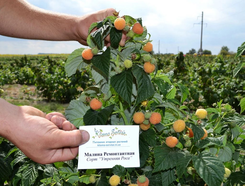 Утренняя роса