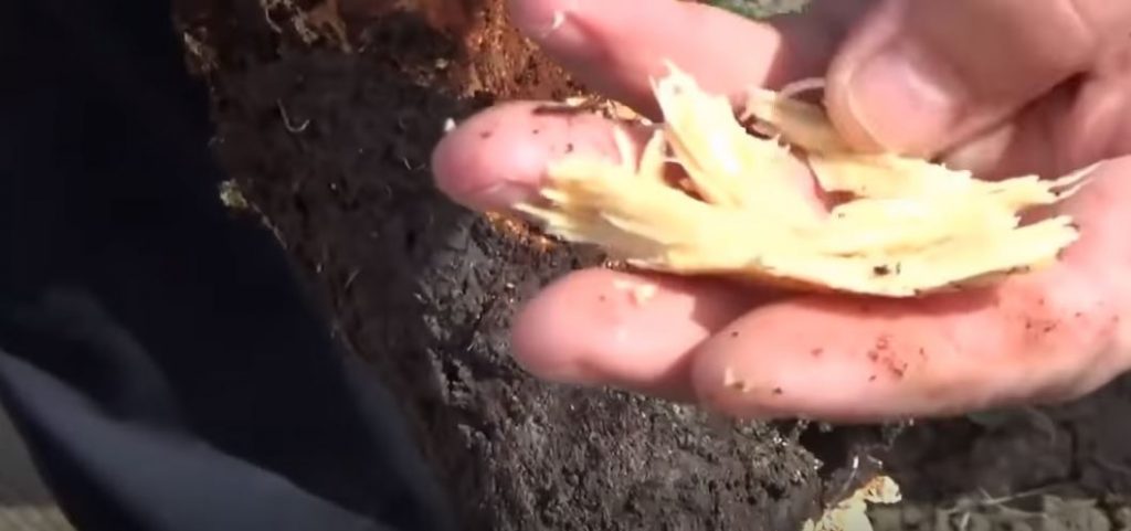 пень превратился в труху