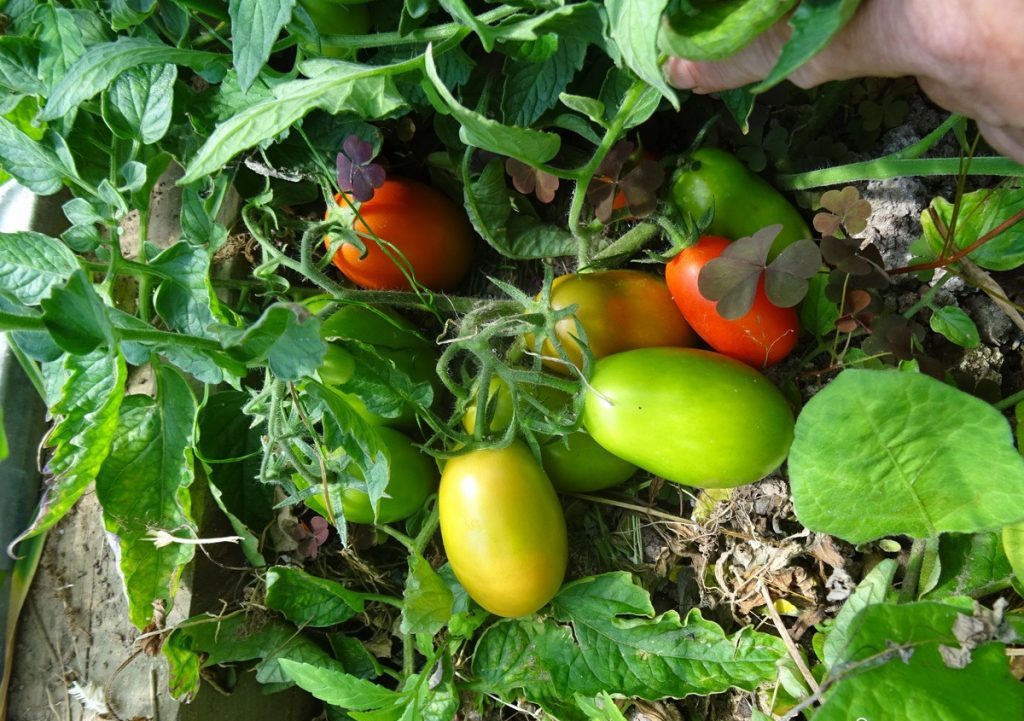 Перцевидный малыш