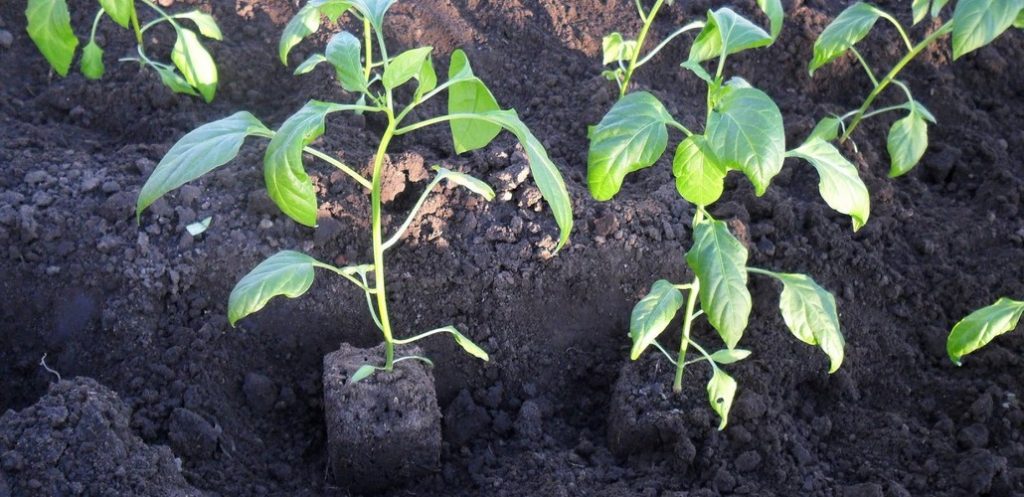 Высадка рассады перцев в открытый грунт