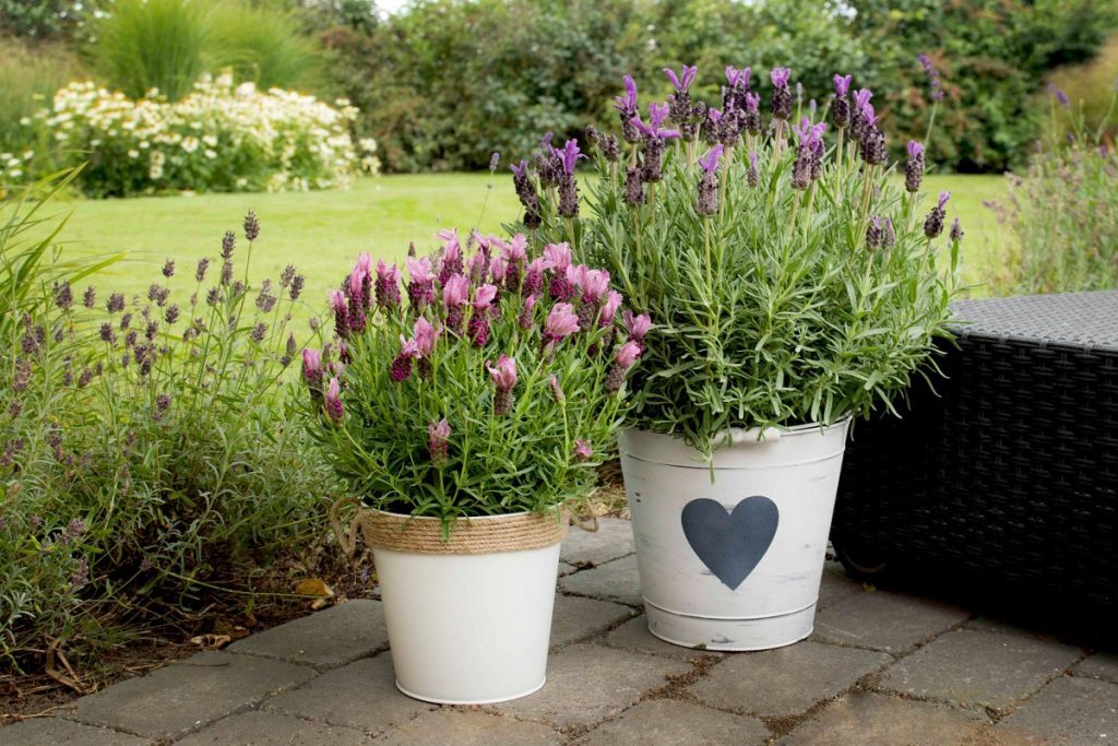 Лаванда в ландшафтном дизайне: наиболее распространенные образы оформления на даче | (50+ Фото & Видео) +Отзывы Лаванда в ландшафтном дизайне: наиболее распространенные образы оформления на даче | (50+ Фото & Видео) +Отзывы