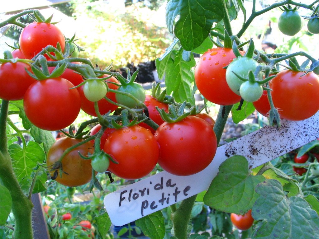 Флорида петит