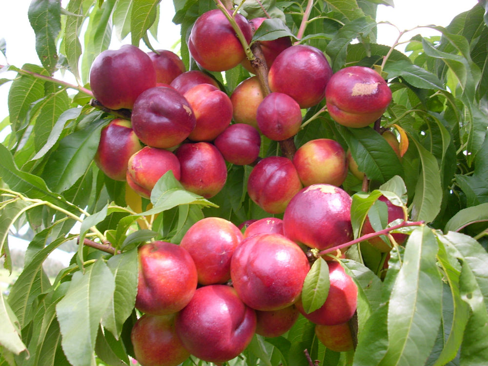 Нектарин лола