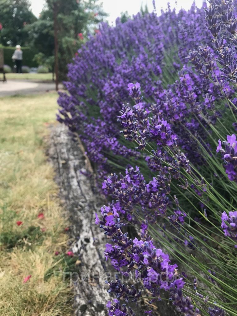 Лаванда в ландшафтном дизайне: наиболее распространенные образы оформления на даче | (50+ Фото & Видео) +Отзывы Лаванда в ландшафтном дизайне: наиболее распространенные образы оформления на даче | (50+ Фото & Видео) +Отзывы