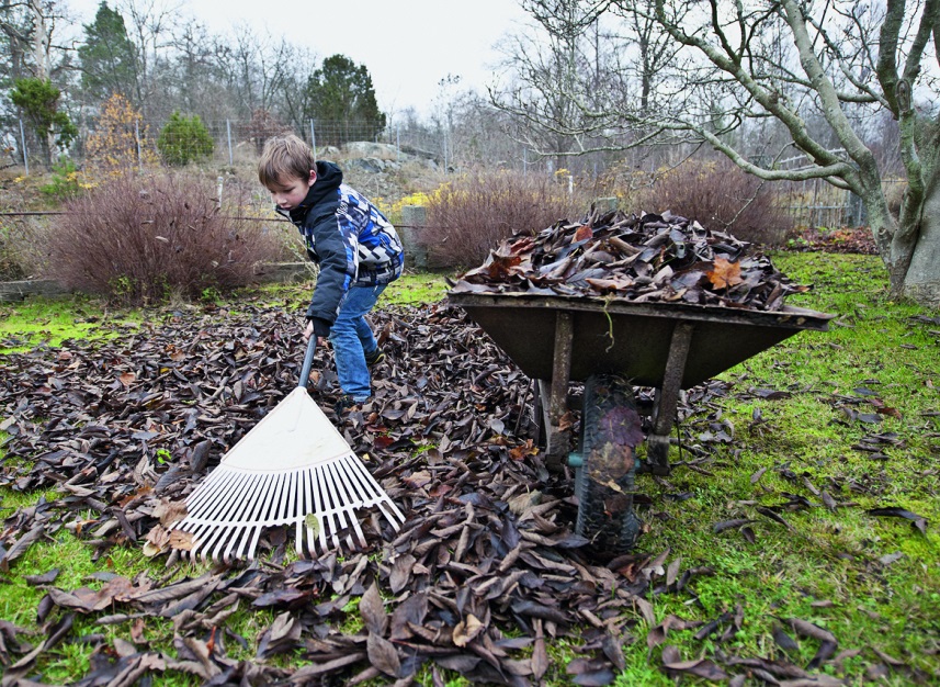 Уборка прошлогодней листвы при помощи веерных граблей